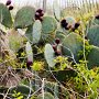 <p align=left>Cactus et ses fruits, mais sont-ce des figues de Barbarie comme en Tunisie?